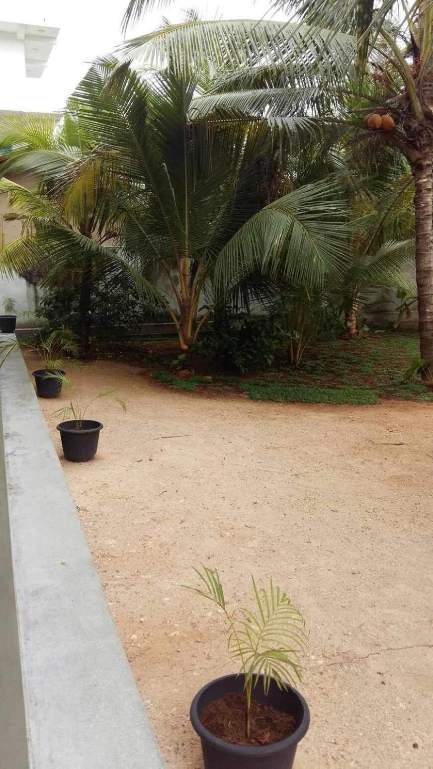 New Ocean Breeze Madiha Hotel Matara Eksteriør billede